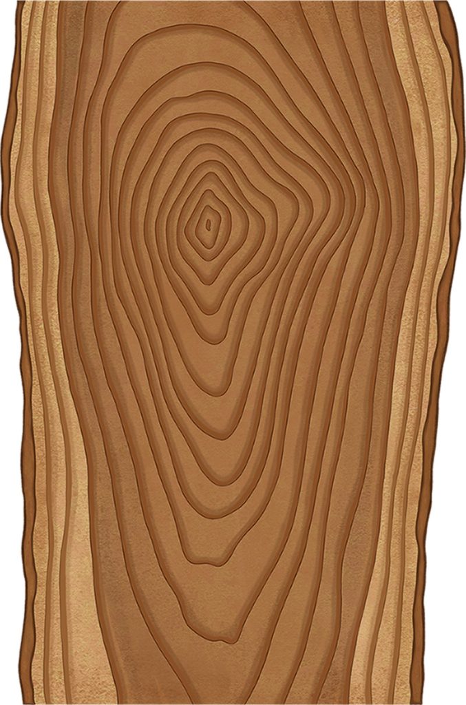 Retangle Log Anatomy of A Log | Popular Woodworking